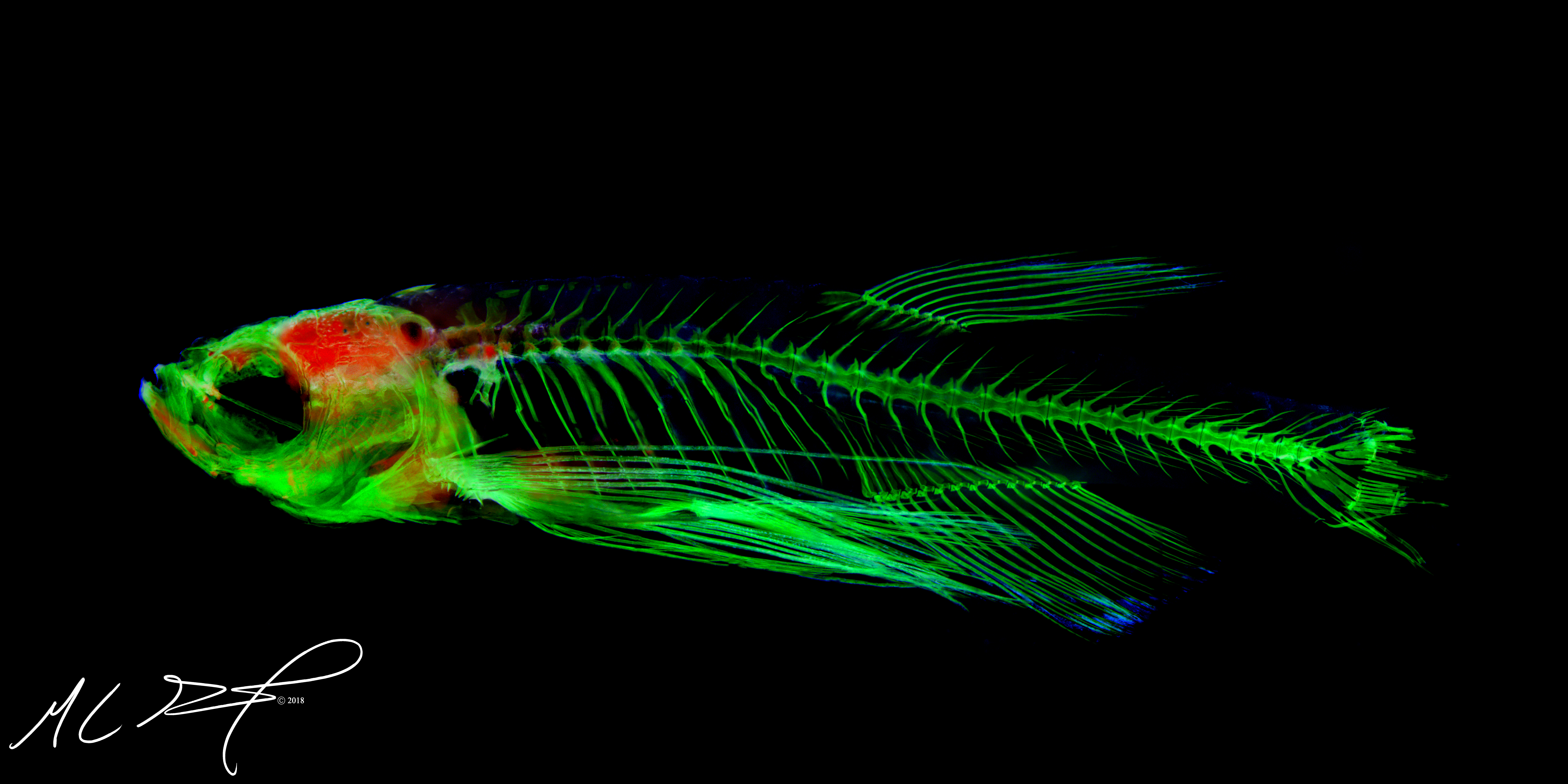 danio_rerio_mcgilbert2018